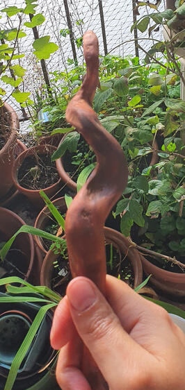 Harry Potter Slytherin Wand